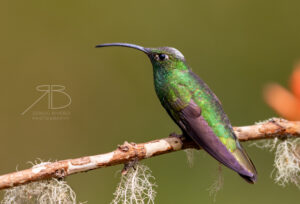 N-Mountain Velvetbreast3