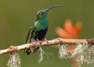 N-Mountain Velvetbreast4