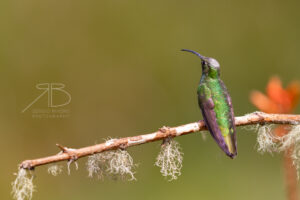 N-Mountain Velvetbreast6