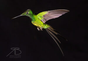 N-Empress Brilliant3