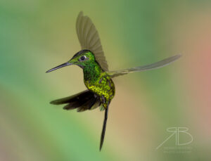 N-Empress Brilliant4