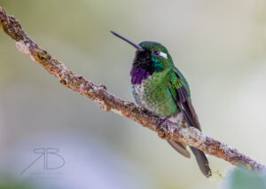 N-Purple-bibbed Whitetip2
