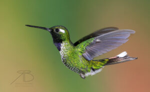 N-Purple-bibbed Whitetip3