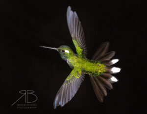 N-Purple-bibbed Whitetip4