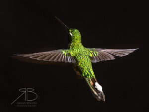 N-Purple-bibbed Whitetip5