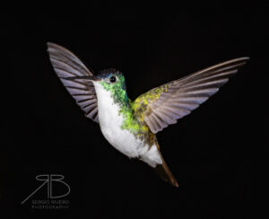 N-Purple-bibbed Whitetip6