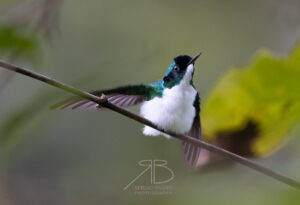 N-Purple-crowned Fairy2