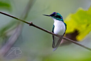 N-Purple-crowned Fairy3