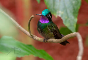 N-Purple-throated Mountain-gem