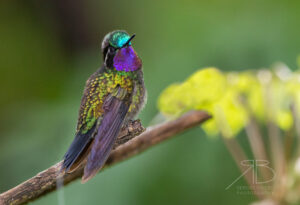 N-Purple-throated Mountain-gem2