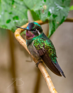 N-Purple-throated Mountain-gem3