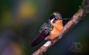 N-Purple-throated Mountain-gem4
