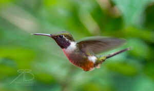 N-Purple-throated Mountain-gem5