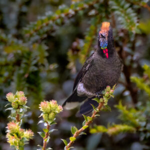 N-Rainbow-bearded Thornbill