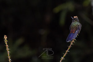 N-Rainbow-bearded Thornbill2