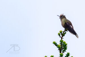 N-Rainbow-bearded Thornbill3