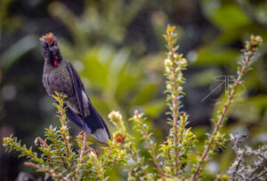 N-Rainbow-bearded Thornbill4