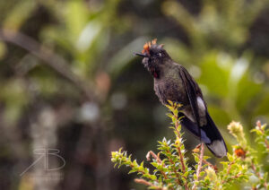 N-Rainbow-bearded Thornbill5