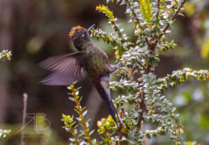N-Rainbow-bearded Thornbill6