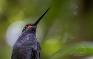 N-Rufous-gaped Hillstar2