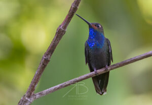 N-Rufous-gaped Hillstar3