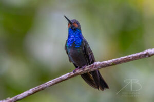 N-Rufous-gaped Hillstar4