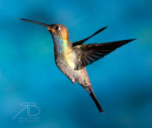 N-Rufous-gaped Hillstar5