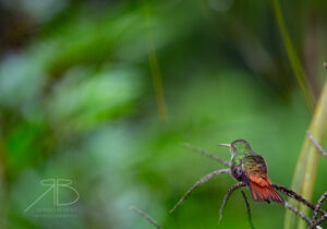 N-Rufous-tailed Hummingbird