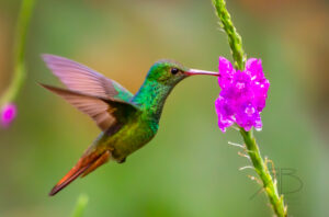 N-Rufous-tailed Hummingbird2