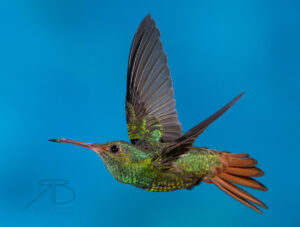 N-Rufous-tailed Hummingbird3