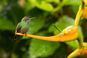 N-Rufous-tailed Hummingbird4
