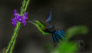 N-Steely-vented Hummingbird