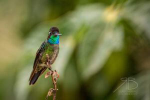 N-Talamanca Hummingbird
