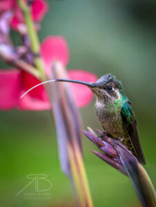 N-Talamanca Hummingbird2