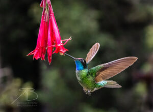 N-Talamanca Hummingbird4