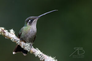 N-Talamanca Hummingbird5