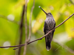 N-Tooth-billed Hummingbird2