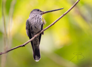N-Tooth-billed Hummingbird3