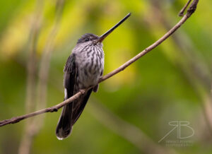 N-Tooth-billed Hummingbird4