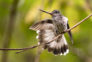 N-Tooth-billed Hummingbird5