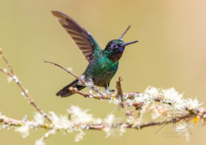 N-Tourmaline Sunangel2