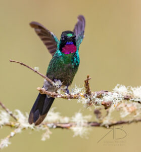 N-Tourmaline Sunangel3