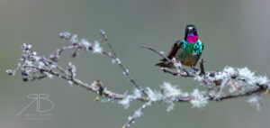 N-Tourmaline Sunangel4