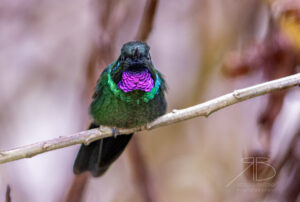 N-Tourmaline Sunangel5