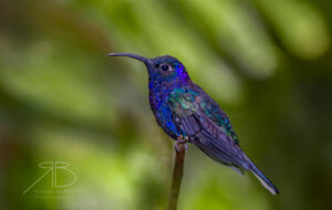N-Violet Sabrewing