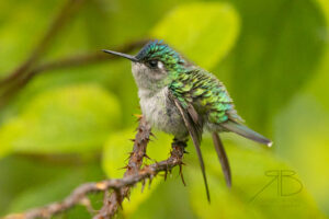 N-Violet-headed Hummingbird