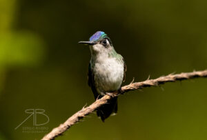 N-Violet-headed Hummingbird2