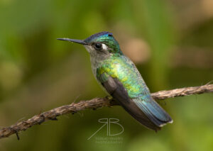 N-Violet-headed Hummingbird3