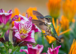 N-Volcano Hummingbird