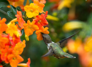 N-Volcano Hummingbird2